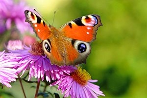 Bestand an Schmetterlingen dramatisch geschrumpft
