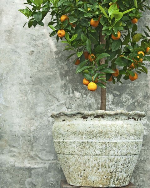 Wie im Süden: Zitronen und Orangen direkt von den Bäumen pflücken