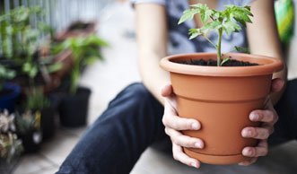 Dieses Gemüse kannst du auch auf dem Balkon anbauen
